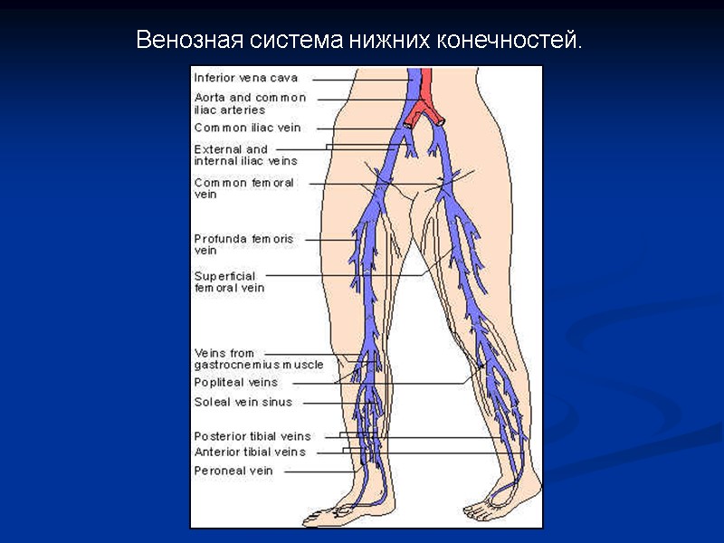 Венозная система нижних конечностей.